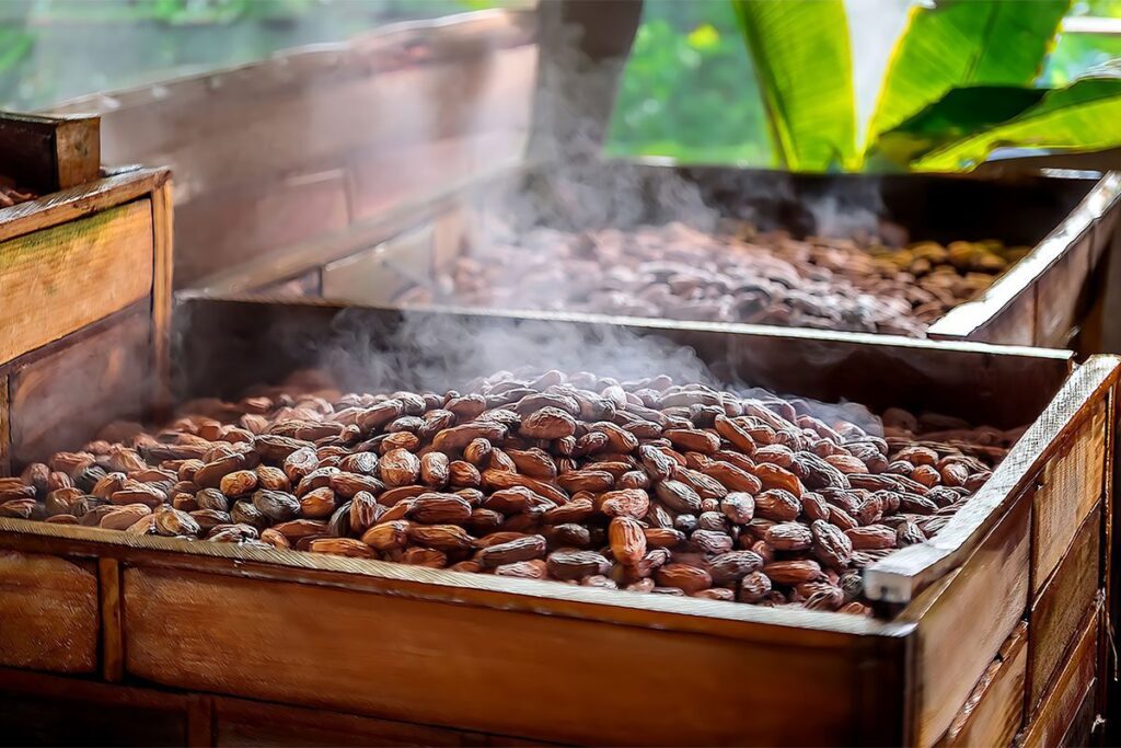 A Fermentação do Cacau: O processo crítico que transforma o sabor amargo em Chocolate